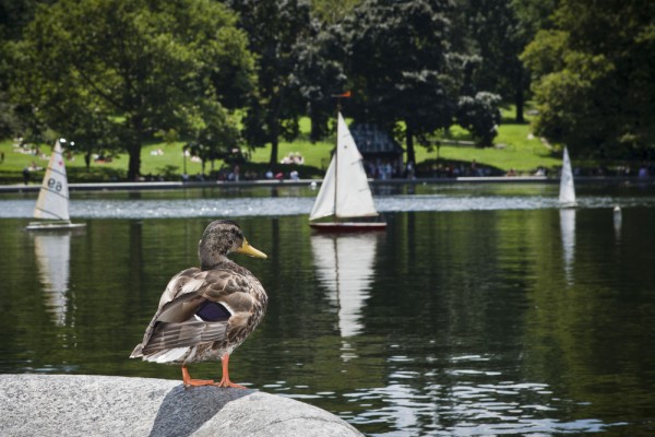 Central Park boat pond