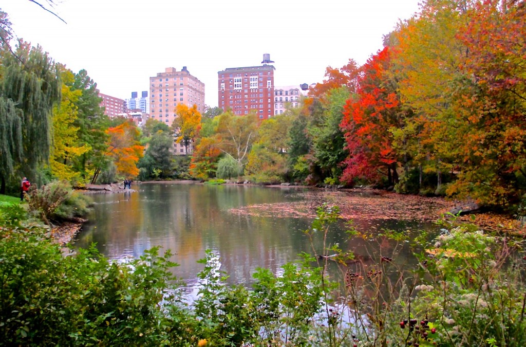 A calm pond reflects vibrant autumn trees and skyscrapers in Central Park, New York City, showcasing colorful fall foliage.