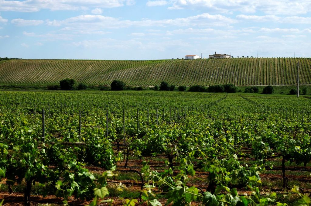 vineyard in Portugal