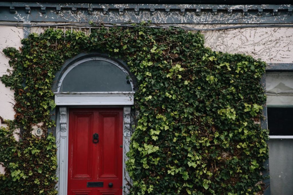 a red door and vines
