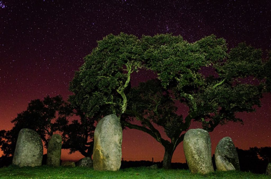 trees and a starry night sky