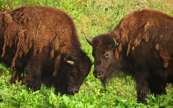 two bison