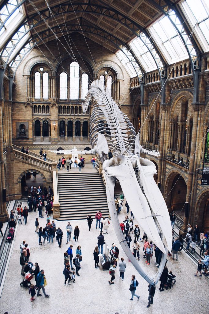 Megalodon skeleton inside Natural History Museum in London with people