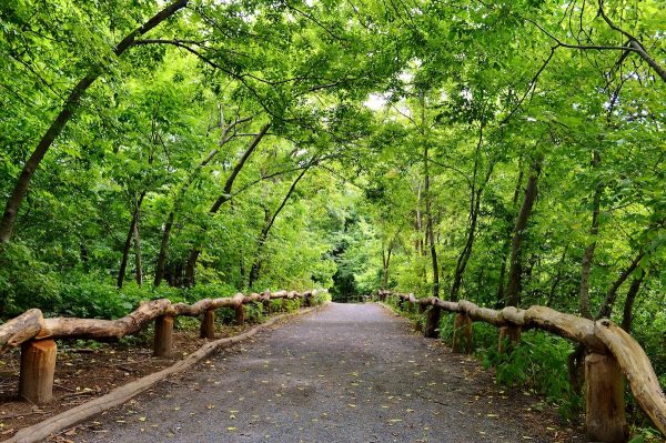 The Ramble in Central Park