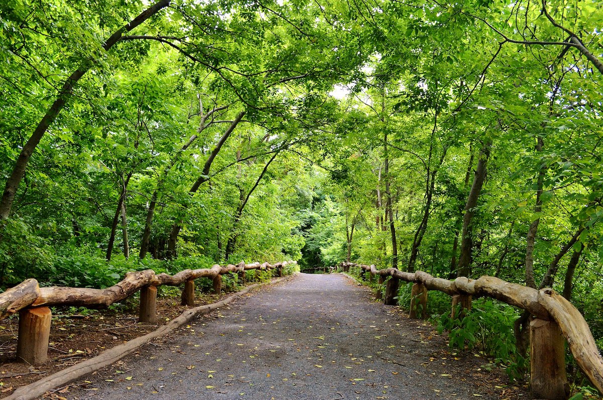 The Ramble in Central Park