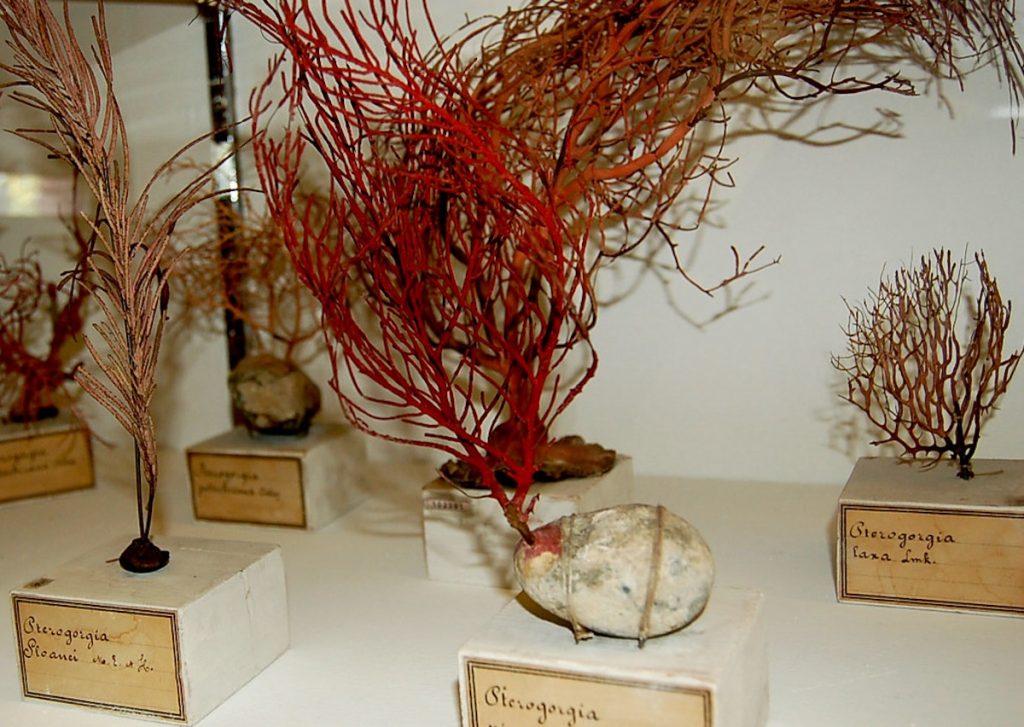 Dried Sea Plants at the Zoological Museum in Bologna, Italy