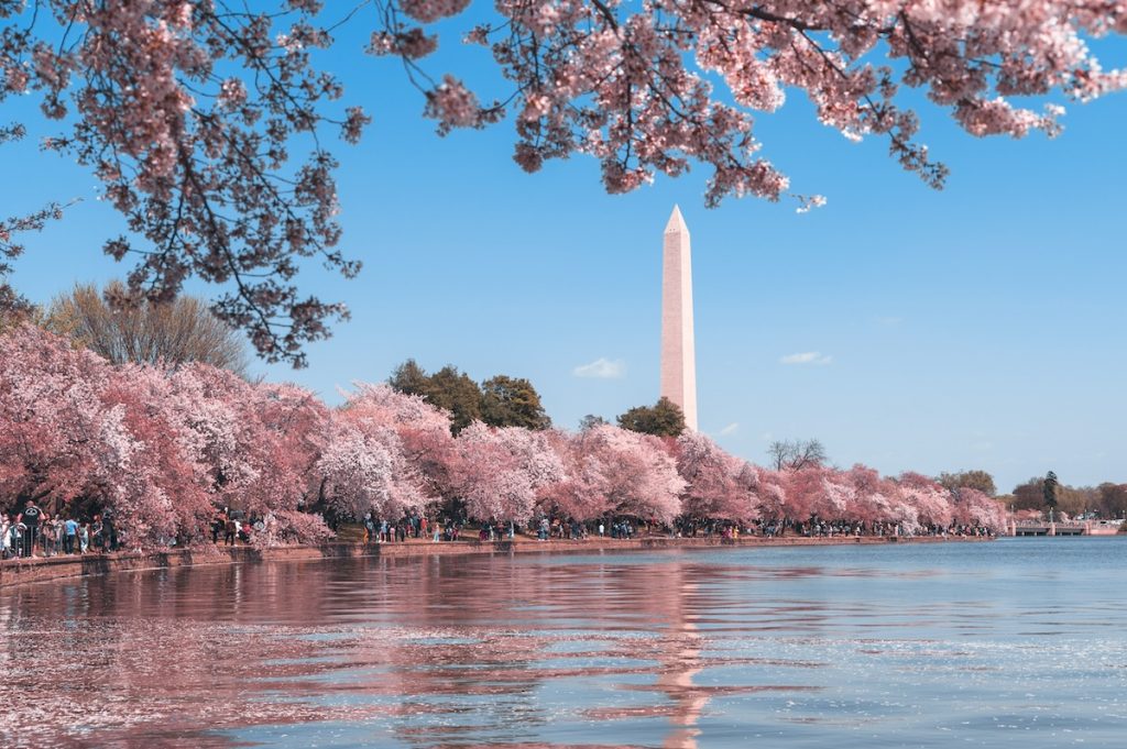 DC with cherry blossom trees in bloom