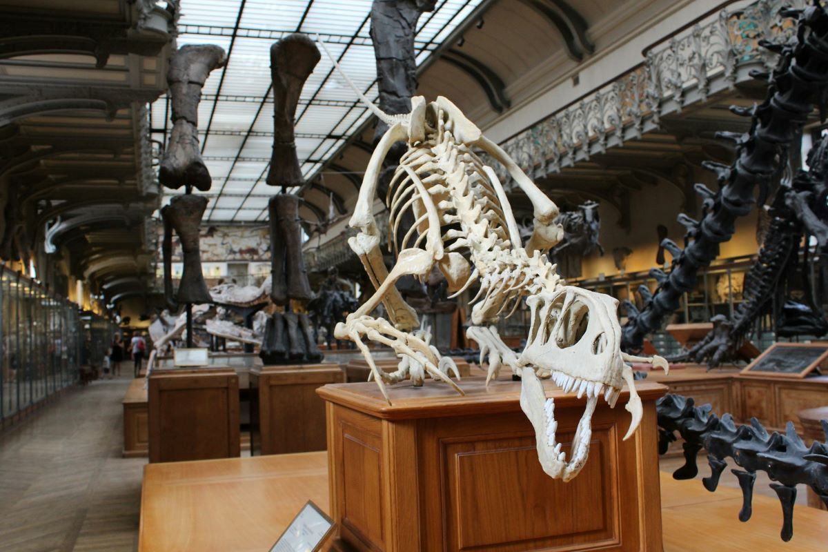 Dinosaur skeleton on display at London attractions for families museum.
