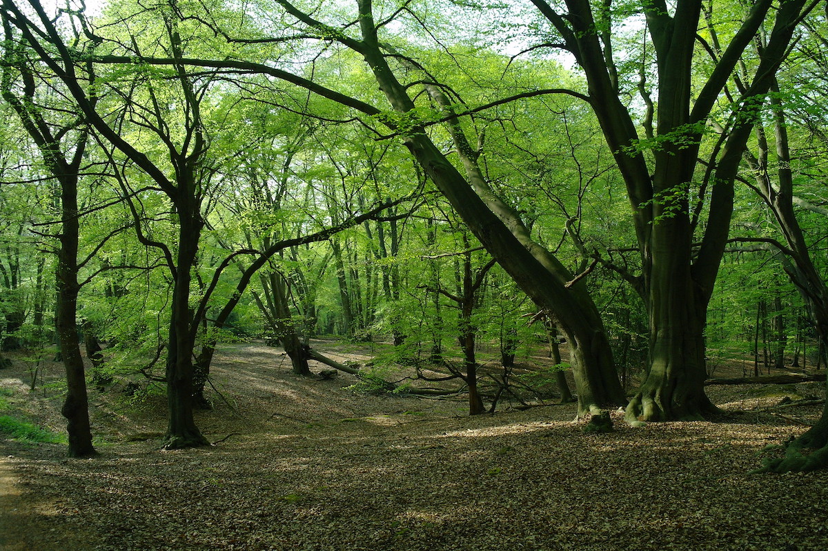 Epping Forest 