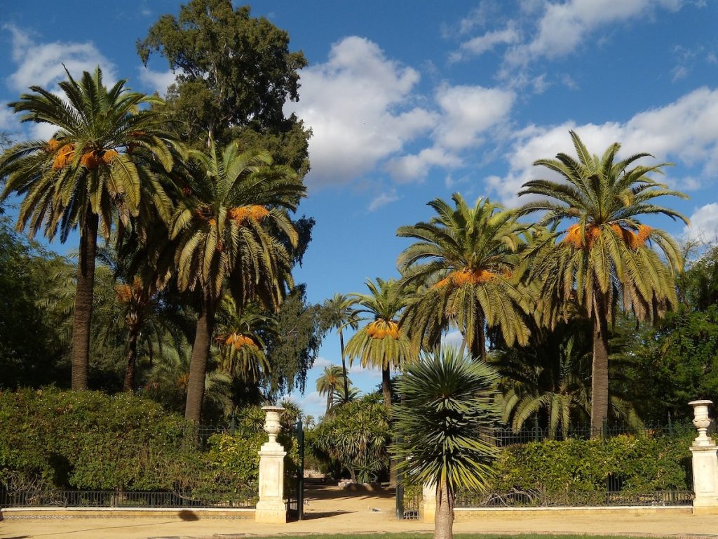 gardens with palm trees