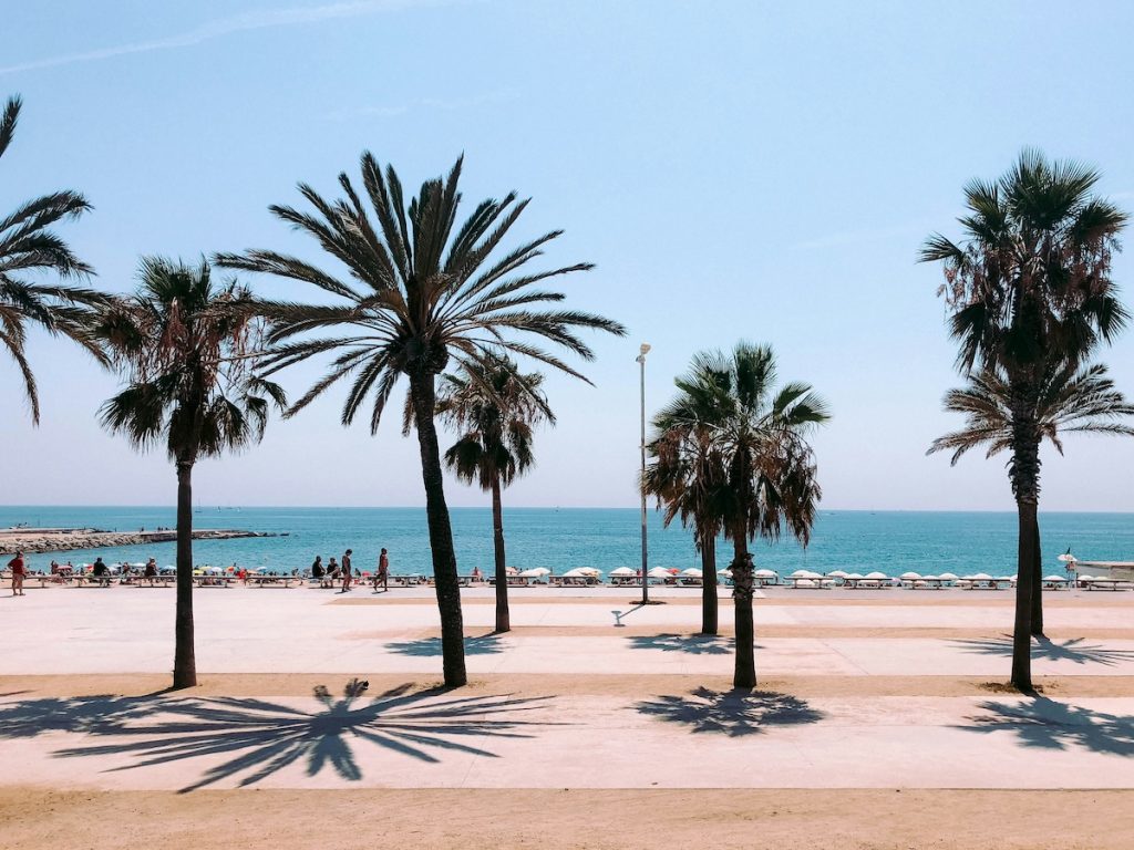 palm trees in Barcelona