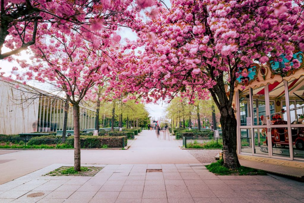 large trees covered in pink blossoms