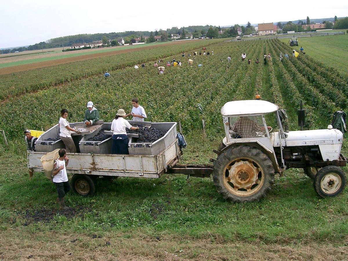 Vendange of wine in France