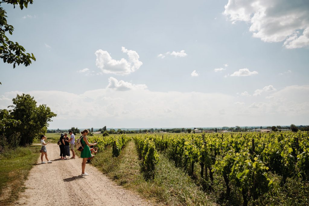 Several people walk alongside lush grapevines at a Bordeaux vineyard on a sunny day, likely enjoying a wine tour.