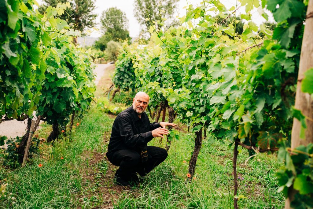 A man in a black shirt crouches between vineyard rows at a family-run vineyard near Rome, closely examining the grapevines amid tall bordering trees.
